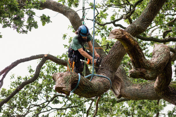 Trusted Vandalia, OH Tree Removal Services Experts